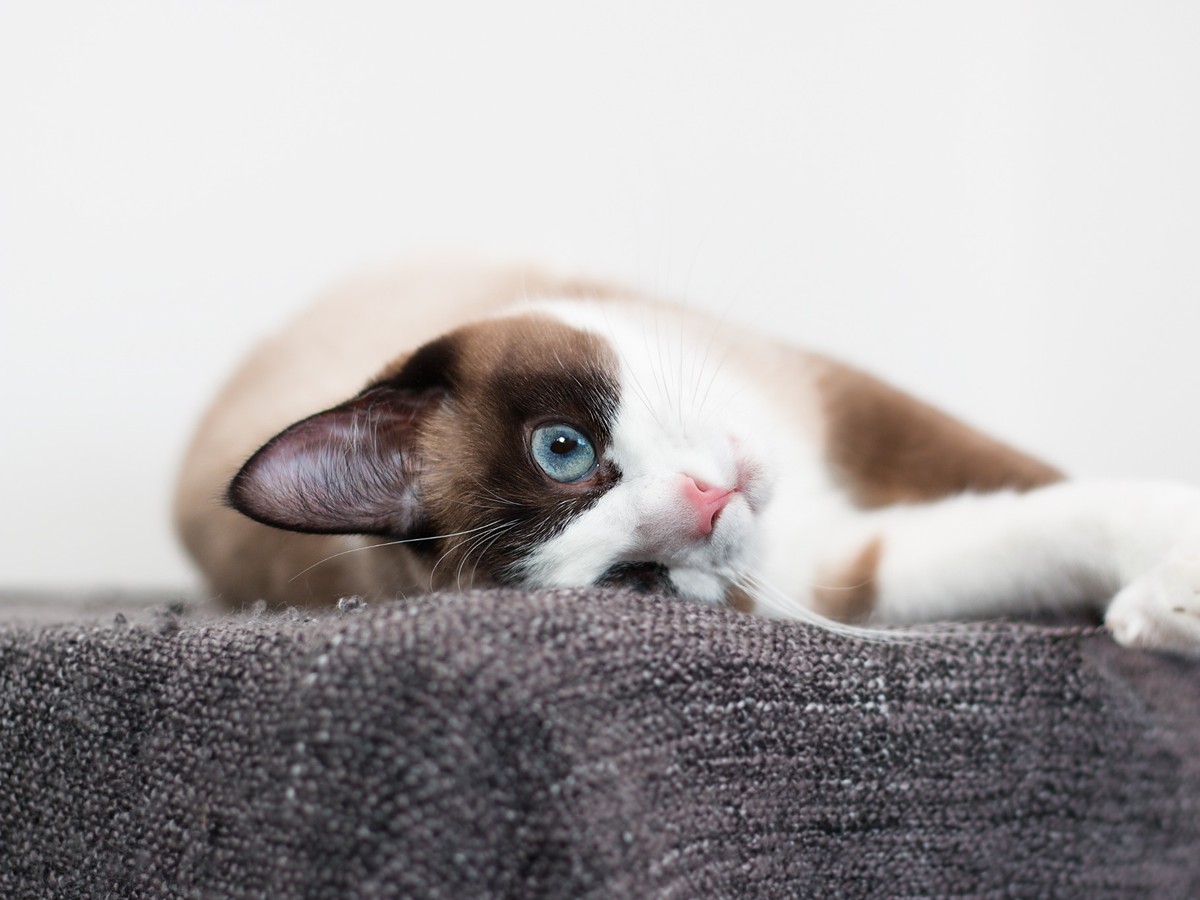 Portrét snowshoe